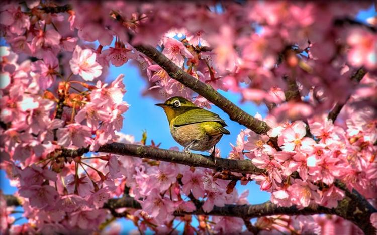 japanese white eye bird in sakura Birds animal wallpaper medium