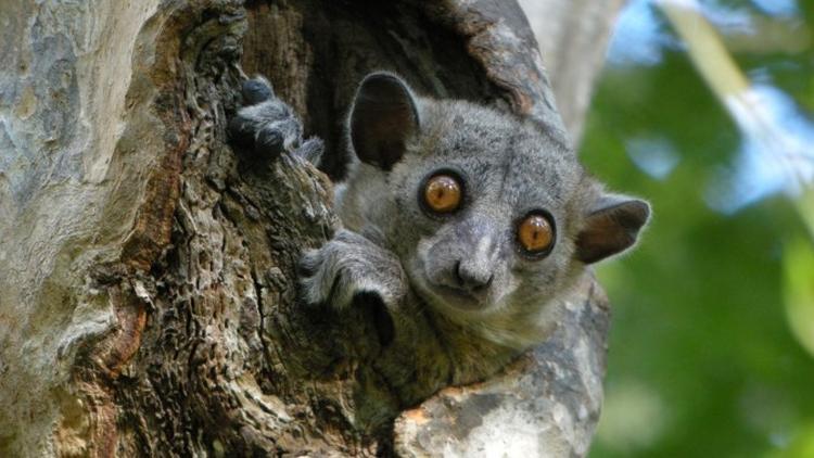 lemur 670x377