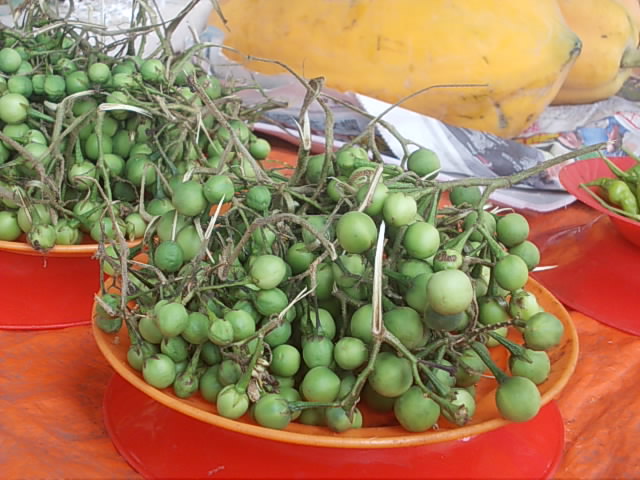 wild eggplant Tu7uh wikimedia