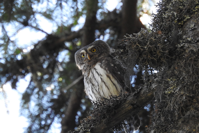 Mala sova Glaucidium passerinum