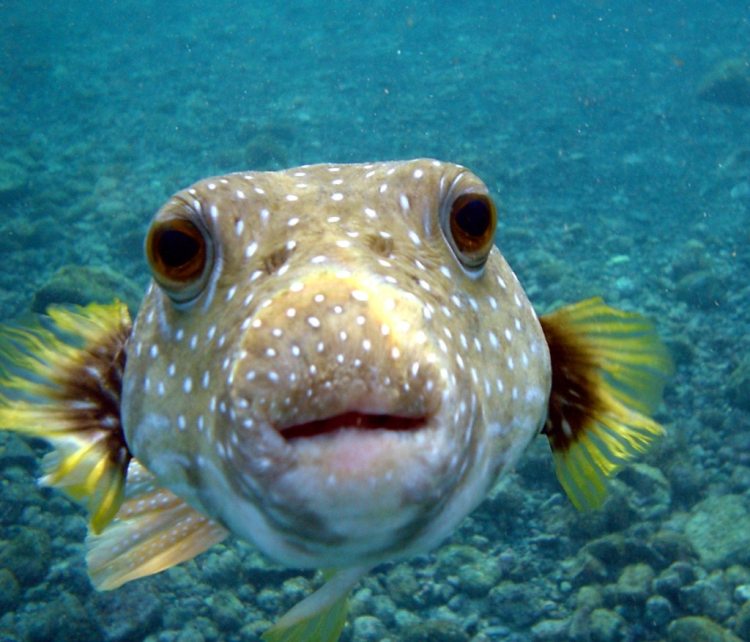 Puffer Fish DSC01257 1024x876