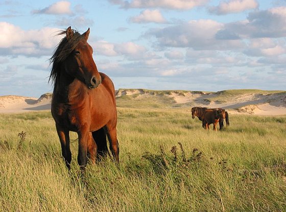 Sable Island4