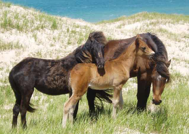 Sable Island6