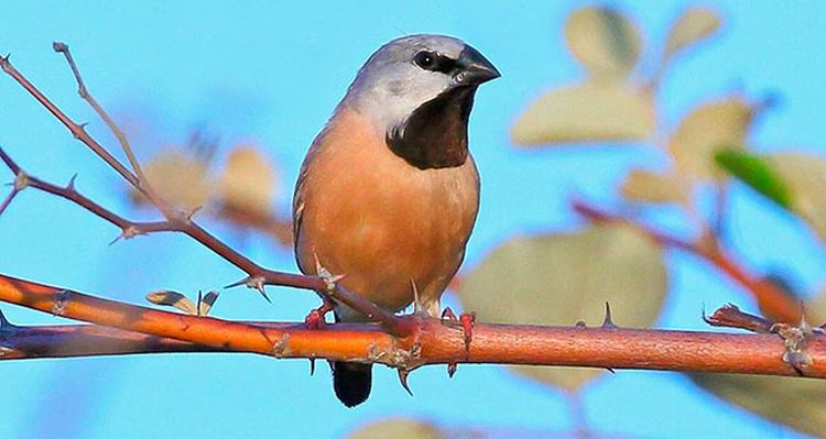 black throated finch optimised