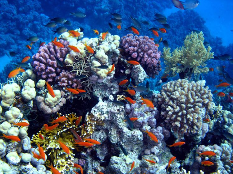 coral reef1