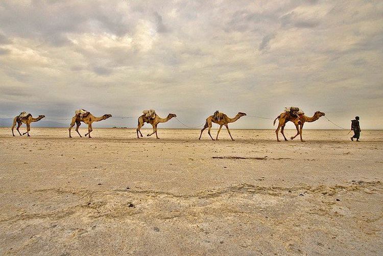 danakil depression camels 702x470