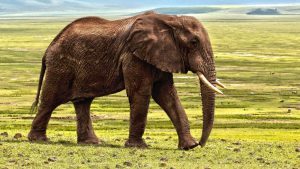 elephant 1421167 1920 e1576150616864 300x169