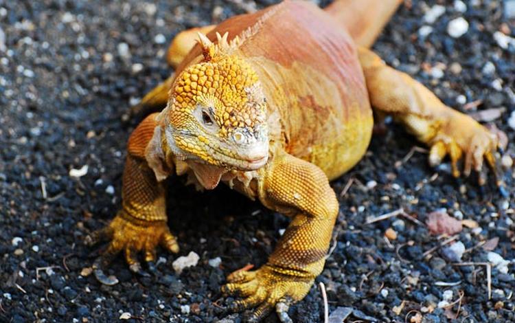 kopnena iguana svijetla