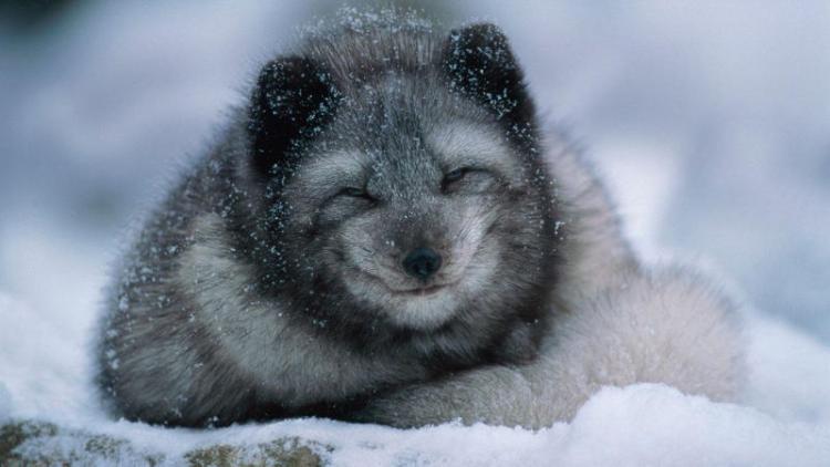 arctic animals fox smile