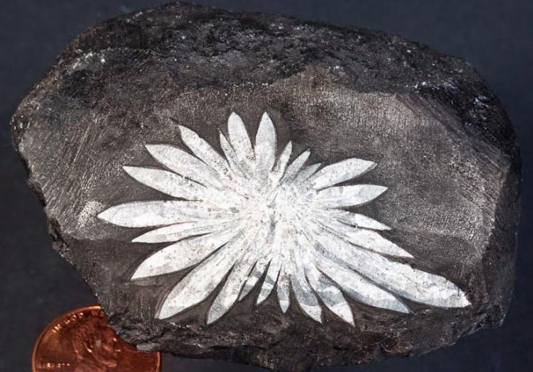 chrysanthemum stone