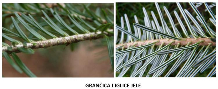 grans jele 1024x419