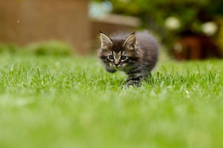 zašto mačke jedu travu
