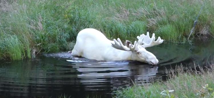 4white moose screen 1