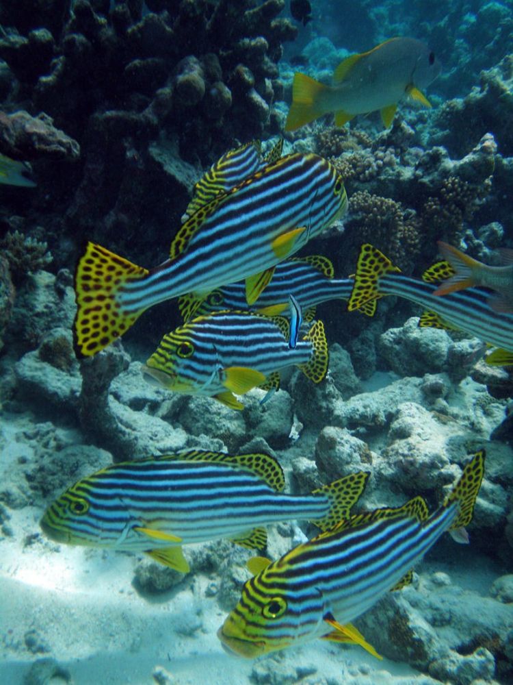 800px Maldives Oriental sweetlips Plectorhinchus vittatus 830x0