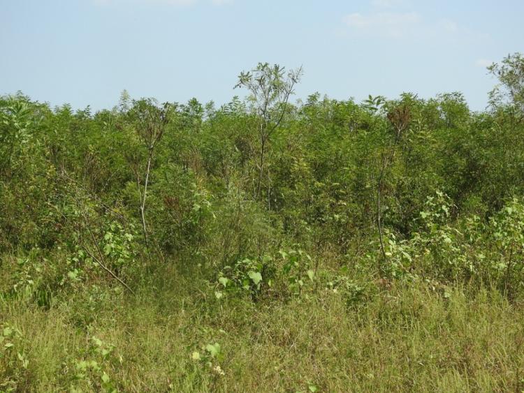 Amorpha fruticosa LPNPPI 2 1024x768