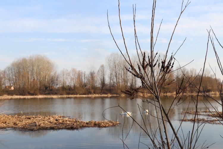 Bagremac invazivna strana vrsta na obali Tišine febraur 2019 Foto Iva Miljevic