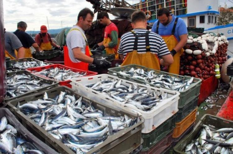 Ribari u strahu od novih zahtjeva EU a Talijani traze da prepolovimo ulov srdela i incuna ca large
