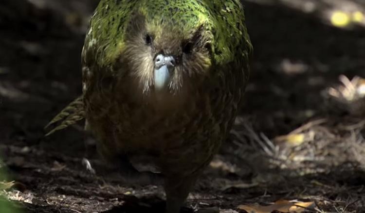 kakapo papagaj 700 scrn