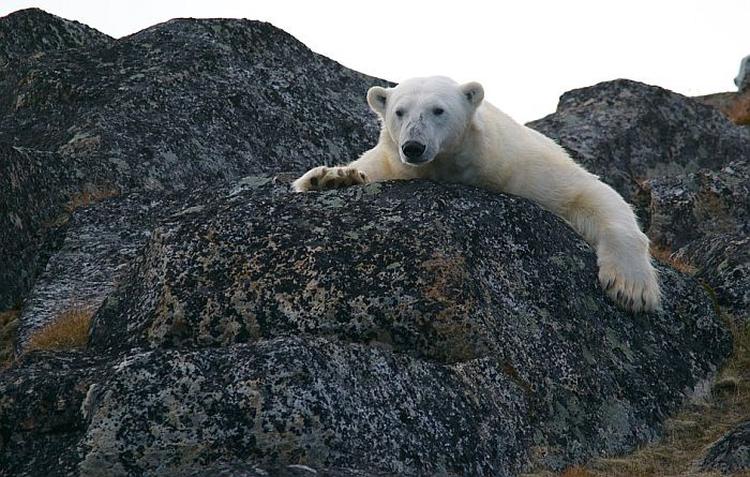 polarni medved stena globalno zagrevanje pixabay