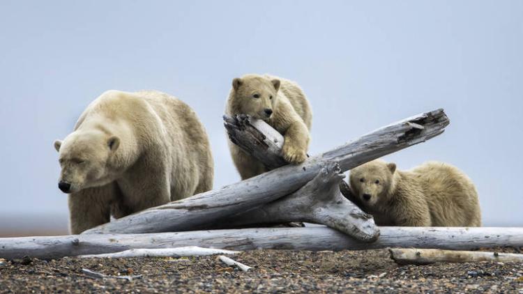 polarni medvjedi epa