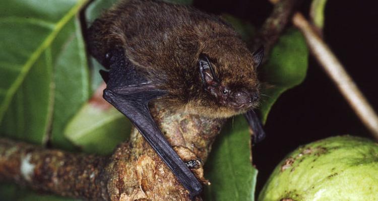 sismis christmas island pipistrelle 1 620x330