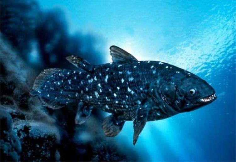 coelacanth swimming