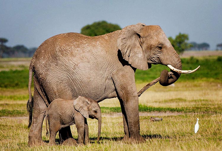 Amboseli 03