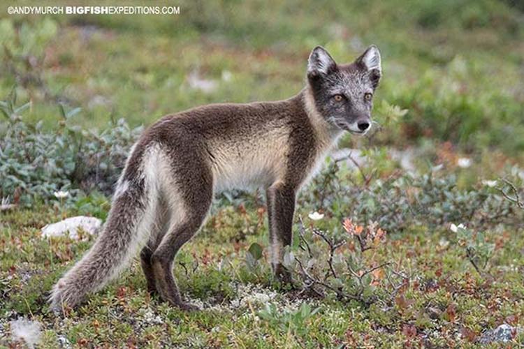 Arctic Fox Summer