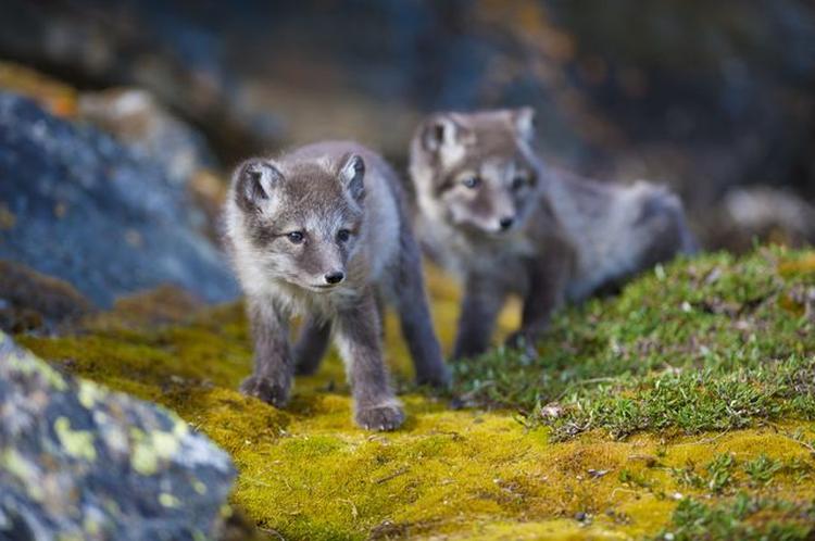 Arctic fox