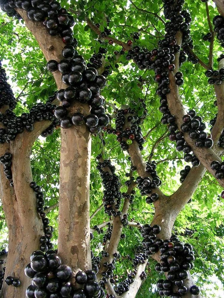 Jabuticaba 1