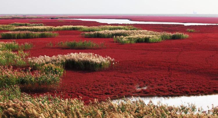 Red Seabeach Panjin China 2