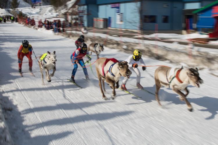 Slika 7 Skijaške utrke sobovima. Izvor Davor Rostuhar