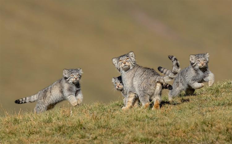  114877040 shanyuan li wpy2020