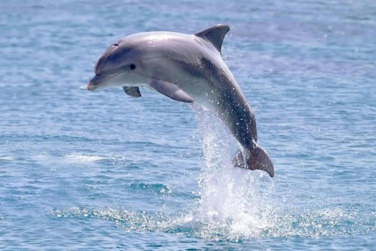 delfin voda