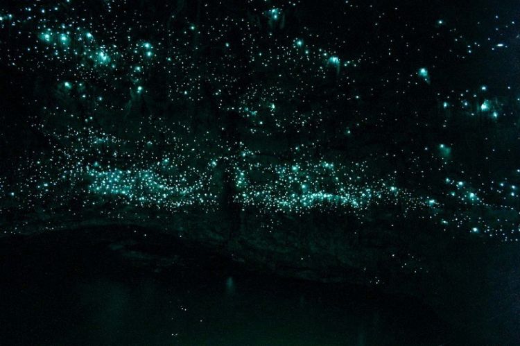 glowworm cave