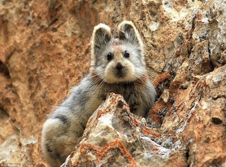 ili pika1