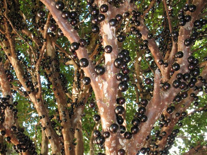 jabuticaba