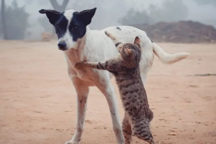 mačka i pas foto pexels