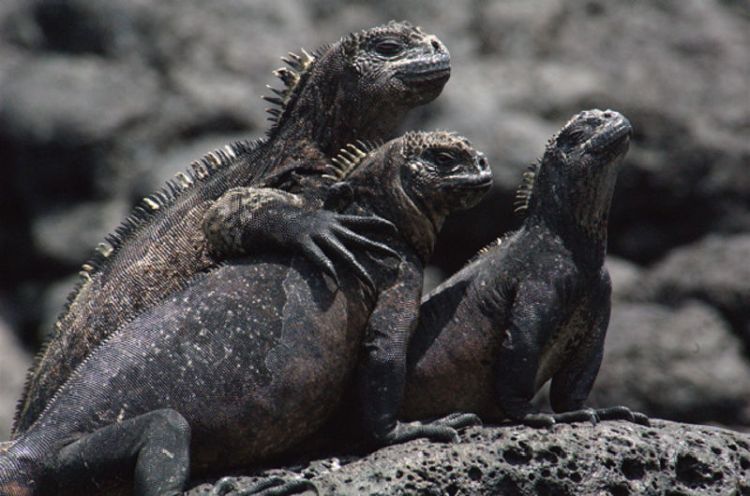 morska iguana 2 foto haydensanimalfacts