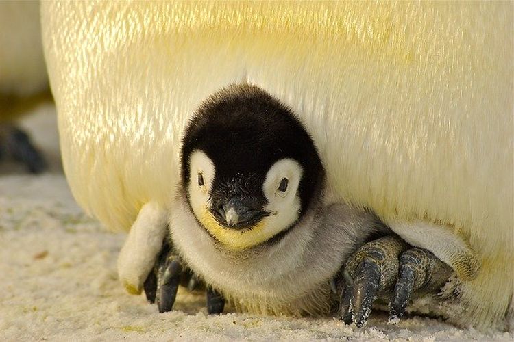 pingvin foto Pixabay