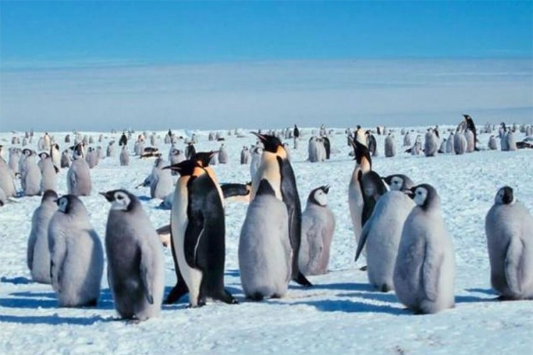 pingvini kolonija