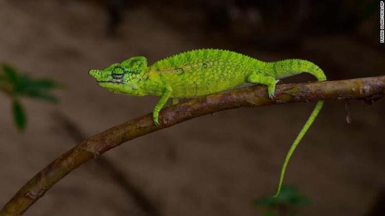 201101194157 02 voeltzkow chameleon exlarge 169