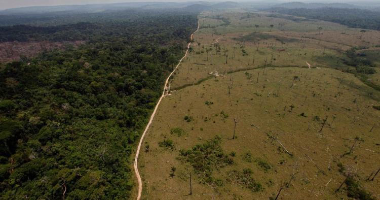 Cerrado Brazil foto Andre Penner Shutterstock