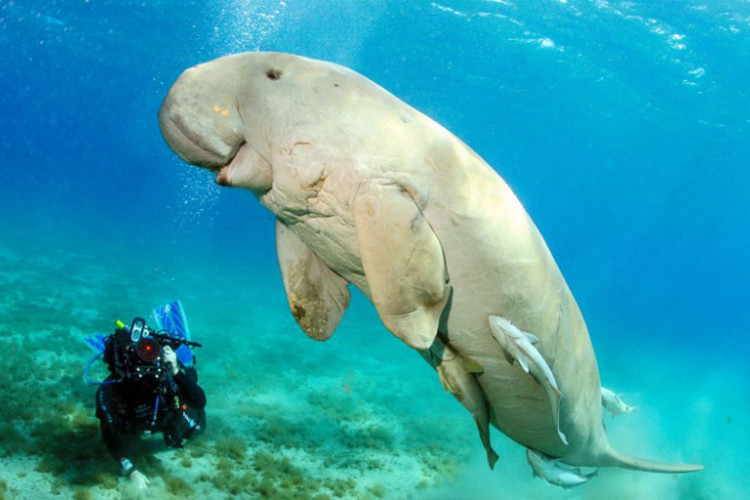 Dugong