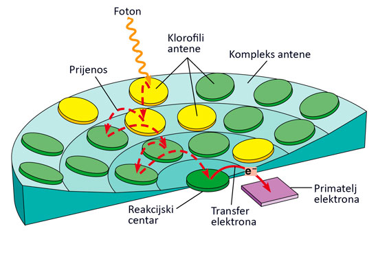 FOTOSINTEZA Kompleks antena