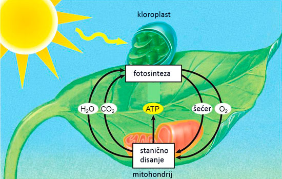 FOTOSINTEZA Stanicno disanje