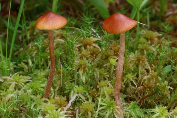 Galerina hybrida vrsta gljive karakteristicna iskljucivo za tresetista 1536x1023