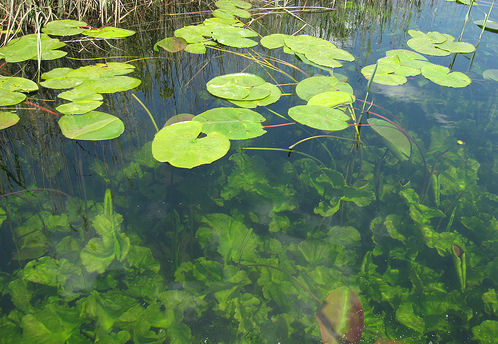 Hutovo Blato clear cold water