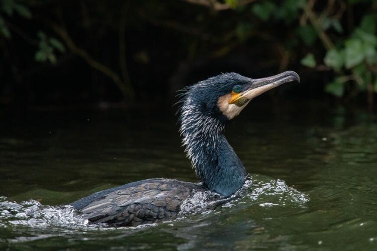 Kormoran foto Daniil Komov Unsplash