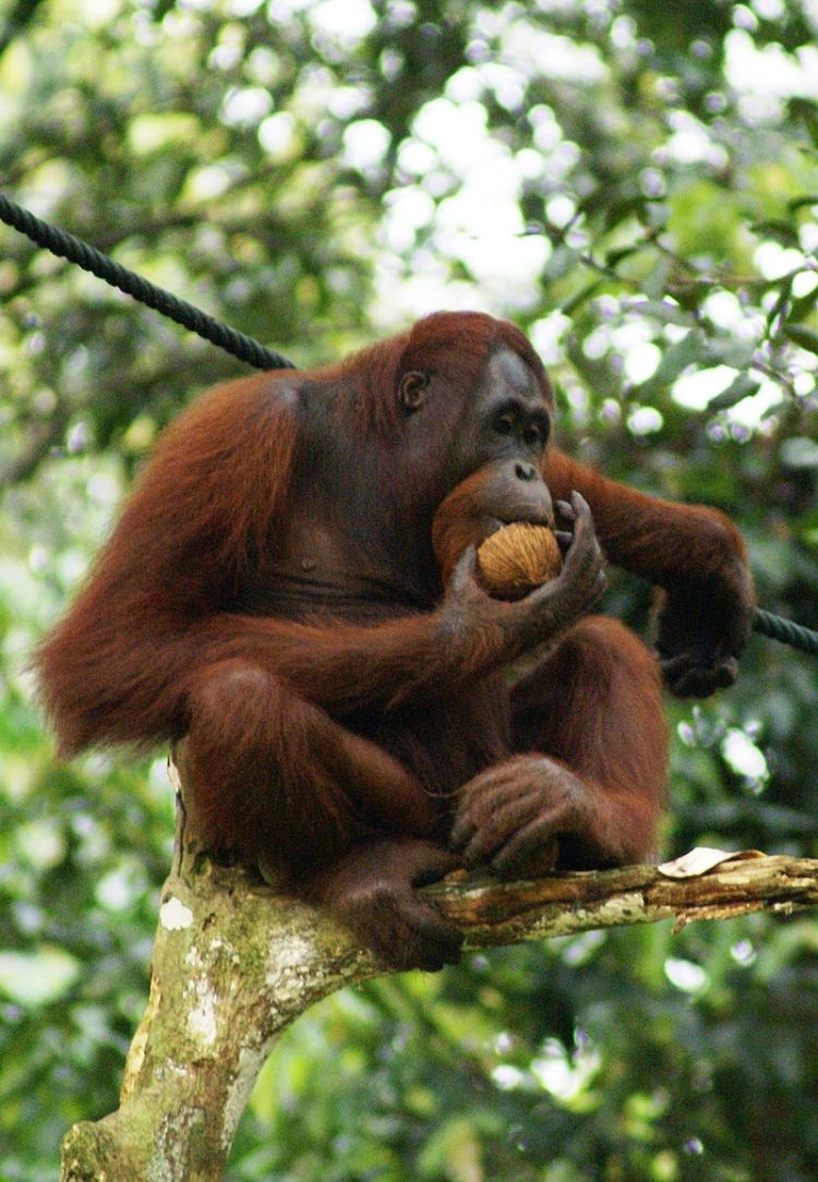 Orang foto wikipedia